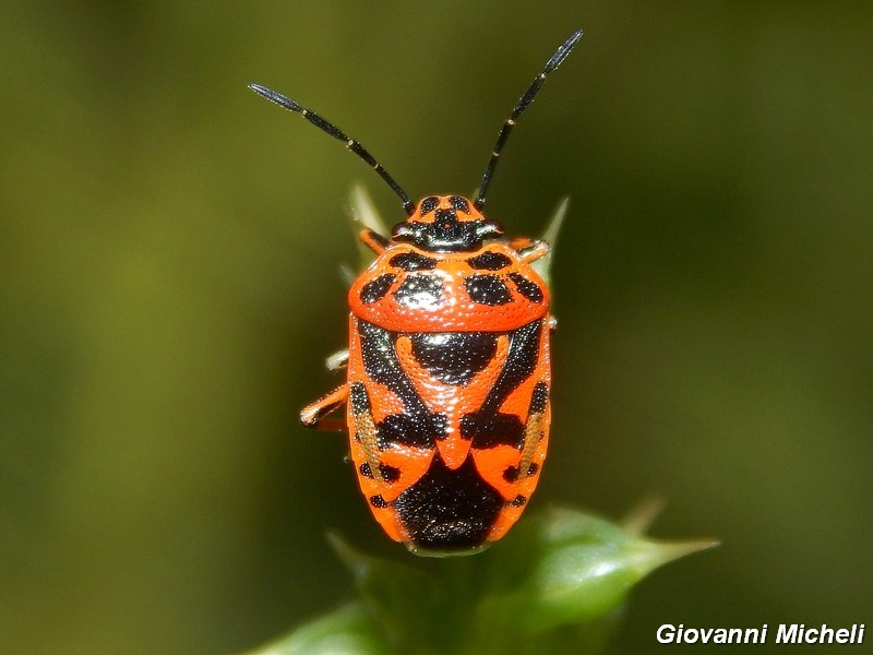 Pentatomidae del Parco del Ticino